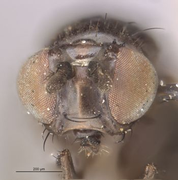 Media type: image;   Entomology 11151 Aspect: head frontal view